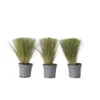 Stipa Tenuifolia 'Pony Tails' - Set Van 3 - Gras - Pot 9cm - Hoogte 20-30cm