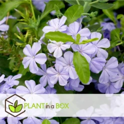 Plumbago Auriculata - Set Van 6 - Klimpant Bloeiend - Pot 9cm - Hoogte 25-40cm -Exporteren Tuin Verge Winkel 1000046163 0103