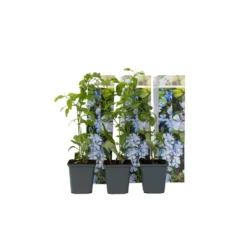 Exporteren Tuin Verge Winkel 6 Plumbago Auriculata - Set Van 6 - Klimpant Bloeiend - Pot 9cm - Hoogte 25-40cm