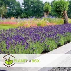 Lavandula Angustifolia - Set X12 - Lavandelplant - Pot 10.5cm - Hoogte 10-15cm -Exporteren Tuin Verge Winkel 1000046164 0103