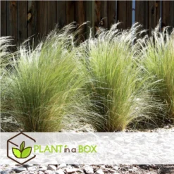 Stipa Tenuifolia 'Pony Tails' - Set Van 9 - Gras - Pot 9cm - Hoogte 20-30cm -Exporteren Tuin Verge Winkel 1000046168 0102