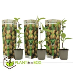 Kiwi Actinidia 'Jenny' - Set Van 3 - Kiwiplanten - Pot 9cm - Hoogte 20-40cm -Exporteren Tuin Verge Winkel 1000046170 0102