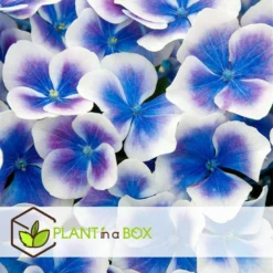 Hydrangea Bicolor 'Bavaria' Blue - Set Van 3 - Pot 9cm - Hoogte 25-40cm -Exporteren Tuin Verge Winkel 1000046171 0102