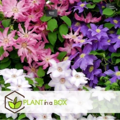 Mix Van 6 Clematis - Tuinplanten - Klimplant - Pot 9cm - Hoogte 25-40cm -Exporteren Tuin Verge Winkel 1000046174 0102