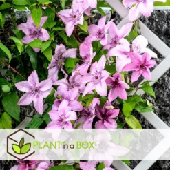 Mix Van 6 Clematis - Tuinplanten - Klimplant - Pot 9cm - Hoogte 25-40cm -Exporteren Tuin Verge Winkel 1000046174 0103