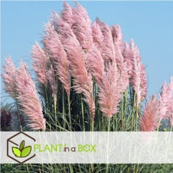 Cortaderia Selloana - Set Van 6 - Siergras - Roze - Pot 9cm - Hoogte 25-40cm -Exporteren Tuin Verge Winkel 1000046176 0102