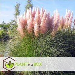 Cortaderia Selloana - Set Van 6 - Siergras - Roze - Pot 9cm - Hoogte 25-40cm -Exporteren Tuin Verge Winkel 1000046176 0103