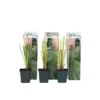 Cortaderia Selloana - Set Van 6 - Siergras - Roze - Pot 9cm - Hoogte 25-40cm