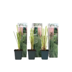Cortaderia Selloana - Set Van 6 - Siergras - Roze - Pot 9cm - Hoogte 25-40cm