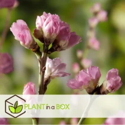 Prunus Persica 'Saturne' - Perzikboom - Set Van 2 - Pot 15 Cm - Hoogte 60-70cm -Exporteren Tuin Verge Winkel 1000046178 0102