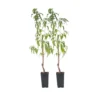 Prunus Persica 'Saturne' - Perzikboom - Set Van 2 - Pot 15 Cm - Hoogte 60-70cm