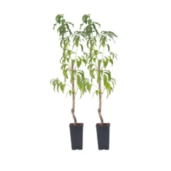 Prunus Persica 'Saturne' - Perzikboom - Set Van 2 - Pot 15 Cm - Hoogte 60-70cm
