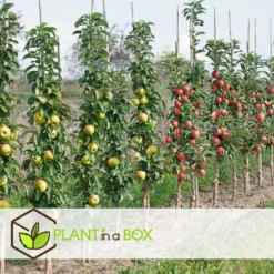 Malus - Mix Van 6 - Appelboom - Pilaar - Pot 9cm - Hoogte 60-70cm -Exporteren Tuin Verge Winkel 1000046180 0102