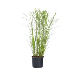 Miscanthus Gracilimus - Winterhard Siergras - Pot 23cm - Hoogte 40-60cm