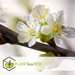 TRIO Appelboom - Set Van 2 - Malus - Pot 17cm - Hoogte 60-70cm -Exporteren Tuin Verge Winkel 1000046184 0103