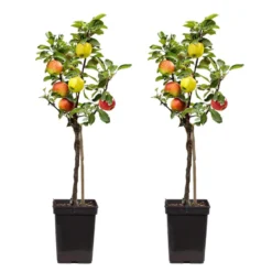 TRIO Appelboom - Set Van 2 - Malus - Pot 17cm - Hoogte 60-70cm