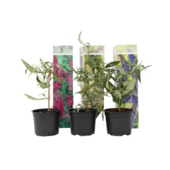 Vlinderstruiken - Mix Van 6 - Buddleja - Tuinplanten - Pot 9cm - Hoogte 25-40cm