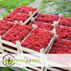 Berry Mix - Mix Van 8 - Bessenplanten - Tuinplanten - Pot 9cm - Hoogte 25-40cm -Exporteren Tuin Verge Winkel 1000046189 0102