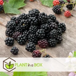 Berry Mix - Mix Van 8 - Bessenplanten - Tuinplanten - Pot 9cm - Hoogte 25-40cm -Exporteren Tuin Verge Winkel 1000046189 0103