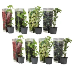 Berry Mix - Mix Van 8 - Bessenplanten - Tuinplanten - Pot 9cm - Hoogte 25-40cm