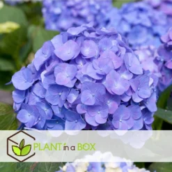 Hydrangea Macrophylla - Mix Van 6 - Hortensia - Pot 9cm - Hoogte 25-40cm -Exporteren Tuin Verge Winkel 1000046191 0102