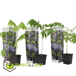 Wisteria Sinensis - Set Van 3 - Wisteria Blauwe Regen - Pot 9cm - Hoogte 25-40cm -Exporteren Tuin Verge Winkel 1000046192 0102