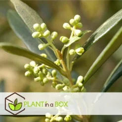 Olea Europaea - Olijfboompjes - Pot 9cm - Hoogte 25-40cm -Exporteren Tuin Verge Winkel 1000046194 0103