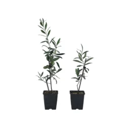 Olea Europaea - Olijfboompjes - Pot 9cm - Hoogte 25-40cm