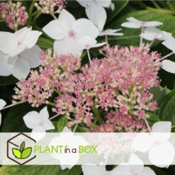 Hortensia Teller - Set Van 3 - Wit - Tuinhortensia - Pot 9cm - Hoogte 25-40cm -Exporteren Tuin Verge Winkel 1000046198 0102