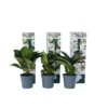 Hortensia Teller - Set Van 3 - Wit - Tuinhortensia - Pot 9cm - Hoogte 25-40cm