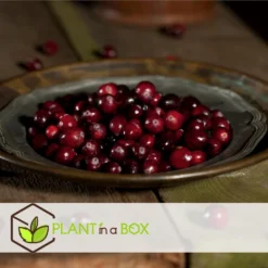 Cranberry - Set Van 3 - Eetbaar - Tuinplanten - Pot 9cm - Hoogte 10-20cm -Exporteren Tuin Verge Winkel 1000046202 0102