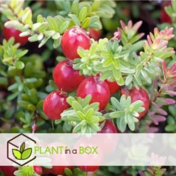 Cranberry - Set Van 3 - Eetbaar - Tuinplanten - Pot 9cm - Hoogte 10-20cm -Exporteren Tuin Verge Winkel 1000046202 0103