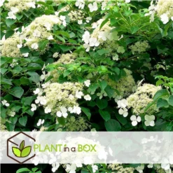 Hydrangea 'Petiolaris’ - Set Van 3 - Klimhortensia - Pot 9cm - Hoogte 25-40cm -Exporteren Tuin Verge Winkel 1000046205 0102