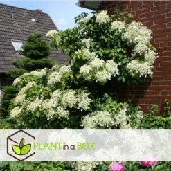 Hydrangea 'Petiolaris’ - Set Van 3 - Klimhortensia - Pot 9cm - Hoogte 25-40cm -Exporteren Tuin Verge Winkel 1000046205 0103