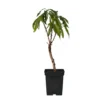 Prunus Persica Bonanza - Dwerg Perzikboom - Pot 14cm - Hoogte 60-70cm