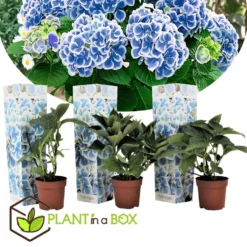 Hydrangea Bicolor 'Bavaria' Blue - Set Van 3 - Pot 9cm - Hoogte 25-40cm -Exporteren Tuin Verge Winkel 1000046207 0102