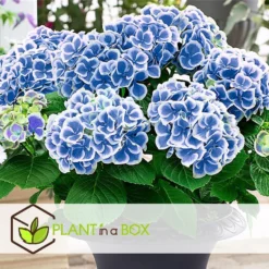 Hydrangea Bicolor 'Bavaria' Blue - Set Van 3 - Pot 9cm - Hoogte 25-40cm -Exporteren Tuin Verge Winkel 1000046207 0103