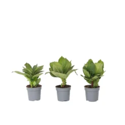 Hydrangea Bicolor 'Bavaria' Blue - Set Van 3 - Pot 9cm - Hoogte 25-40cm