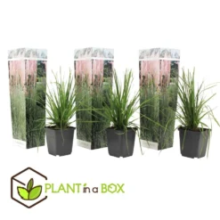Cortaderia Selloana - Set Van 3 - Siergras - Roze - Pot 9cm - Hoogte 25-40cm -Exporteren Tuin Verge Winkel 1000046208 0102