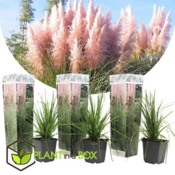 Cortaderia Selloana - Set Van 3 - Siergras - Roze - Pot 9cm - Hoogte 25-40cm -Exporteren Tuin Verge Winkel 1000046208 0103