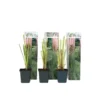 Cortaderia Selloana - Set Van 3 - Siergras - Roze - Pot 9cm - Hoogte 25-40cm