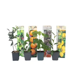 Medi Mix - Set Van 8 - Mediterrane Fruitbomen - Pot 9cm - Hoogte 25-40cm