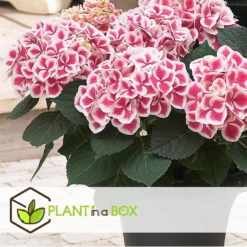 Hydrangea Bicolor 'Camilla' Roze - Set Van 6 - Pot 9cm - Hoogte 25-40cm -Exporteren Tuin Verge Winkel 1000046213 0102