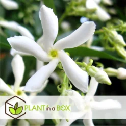 Toscaanse Jasmijn - Set Van 6 - Tuinplanten - Wit - Pot 9cm - Hoogte 25-40cm -Exporteren Tuin Verge Winkel 1000046214 0102