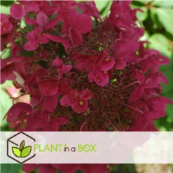Hydrangea 'Wim's Red' - Pluimhortensia - Pot 19cm - Hoogte 25-40cm -Exporteren Tuin Verge Winkel 1000046217 0102