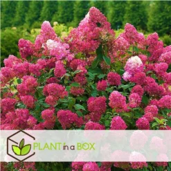 Hydrangea 'Wim's Red' - Pluimhortensia - Pot 19cm - Hoogte 25-40cm -Exporteren Tuin Verge Winkel 1000046217 0103