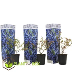 Blueberry 'Sunshine Blue' - Set Van 3 - Bessenplant - Pot 9cm - Hoogte 25-40cm -Exporteren Tuin Verge Winkel 1000046218 0102