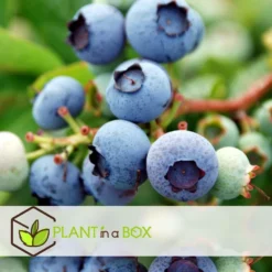 Blueberry 'Sunshine Blue' - Set Van 3 - Bessenplant - Pot 9cm - Hoogte 25-40cm -Exporteren Tuin Verge Winkel 1000046218 0103