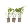 Blueberry 'Sunshine Blue' - Set Van 3 - Bessenplant - Pot 9cm - Hoogte 25-40cm