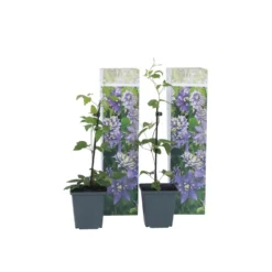 Clematis Taiga - Set Van 2 - Winterharde Klimplanten - Pot 9cm - Hoogte 25-40cm